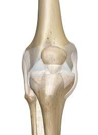 KNEE JOINT