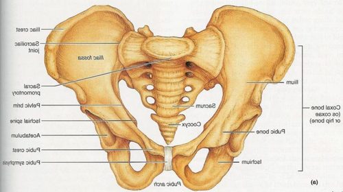 FEMALE PELVIS