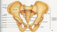 FEMALE PELVIS