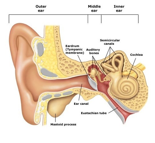 EAR