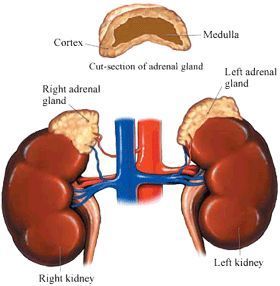 KIDNEY AND ADRENAL GROUND