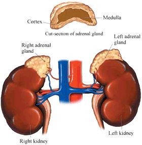 KIDNEY AND ADRENAL GROUND