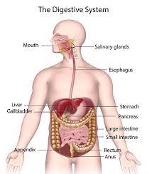 Multicolor Digestive System