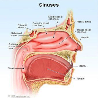 Sinus