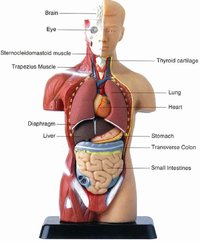 Human Torso