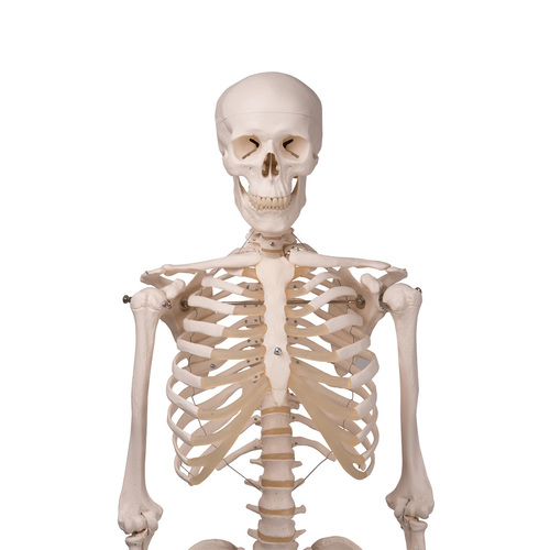 SKELETON