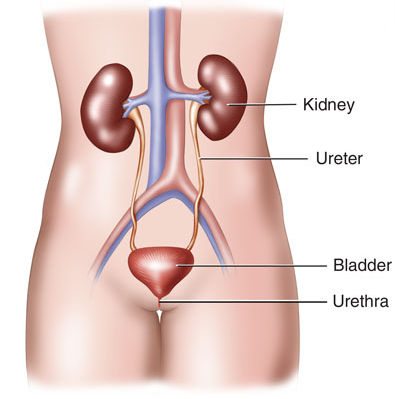 Skin Human Kidney With Bladder