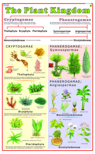 CHART, BOTANY