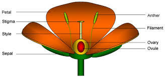 TYPICAL FLOWER