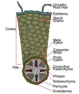 ROOT DICOT T.S.