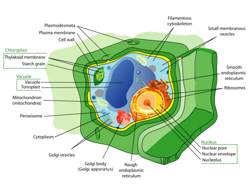 PLANT CELL