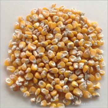 Animal Feed Yellow Corn Ukraine