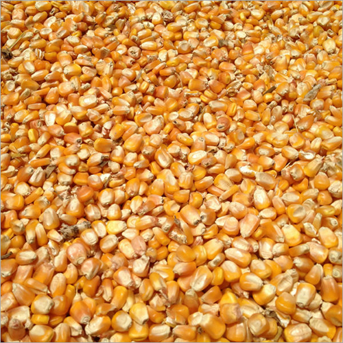 Yellow Maize For Animal Feed