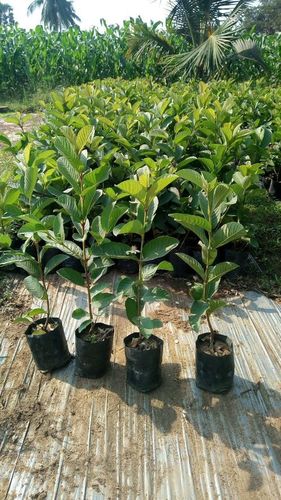 Thailand 1 kg Guava Plant Thailand 1 kg Guava Plant