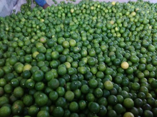 Thai Pati Lemon Plant Thai Pati Lemon Plant