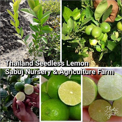 Thailand seedless Lemon PLant Thailand seedless Lemon PLant