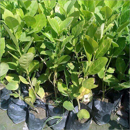 Thailand Seedless lemon plant Thailand Seedless lemon plant