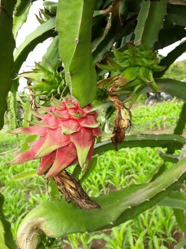Dragon Fruit Plant Dragon Fruit Plant