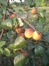 Thailand Apple Ber Plant - Highbreed, 1 Foot Size, Red & Green Color | High Yielding Crop With 10 Years Shelf Life