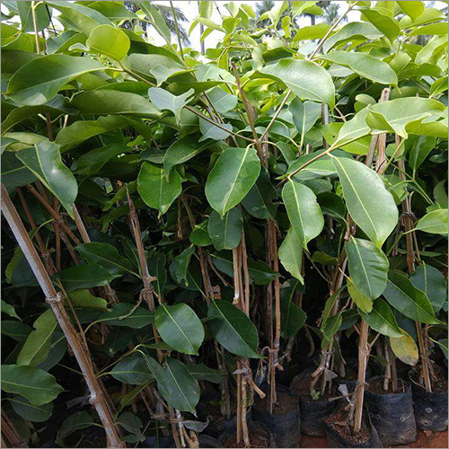 Thailand Jamun Plant Thailand Jamun Plant