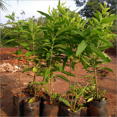 White Sandalwood Plant White Sandalwood Plant