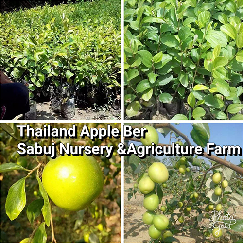 Thailand Apple Ber Plant