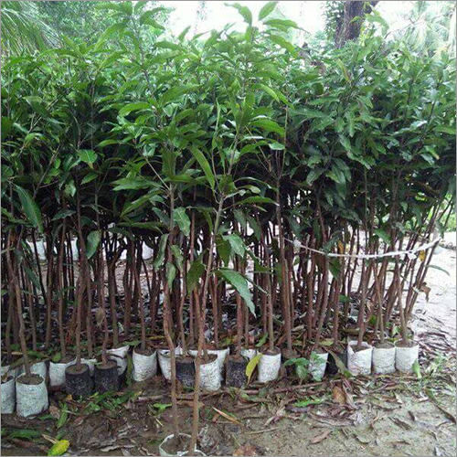 Chiku Plant