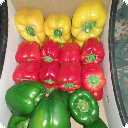 Fresh Bell Pepper