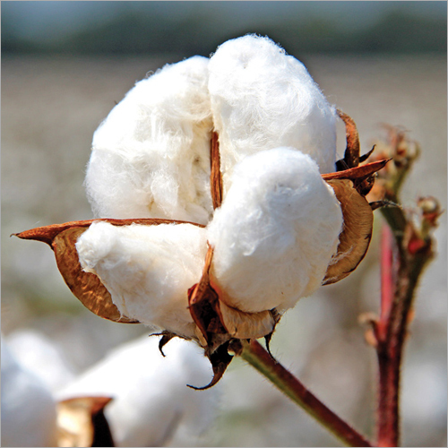 Cotton