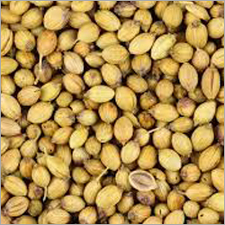 Coriander