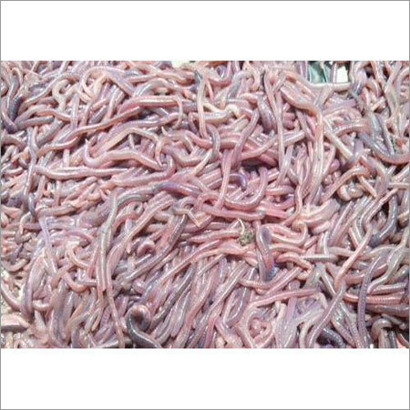 Red Natural Vermicompost