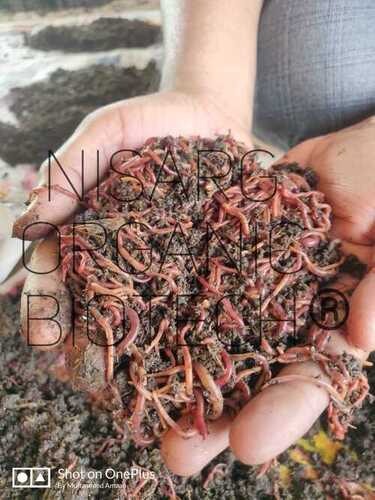 Red Natural Vermicompost