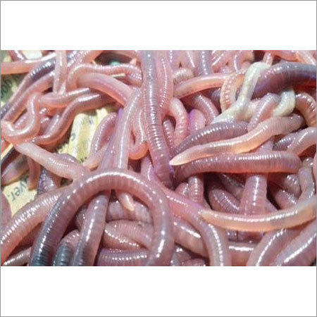 download red wiggler worm farm