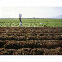 Organic Fertilizer