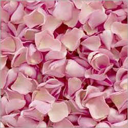 Pink Rose Petals