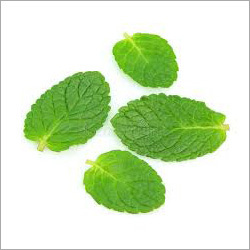 Natural Mint Petals