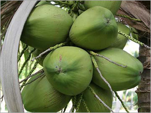Tender Green Coconut
