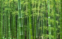 Bambusa Bamboo Tree Seed