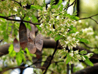 Dalbergia Latifolia Tree Seed (Rose Wood)