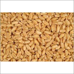 Milling Wheat
