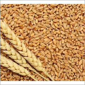 Whole Wheat Grain