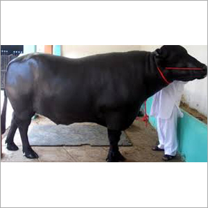 Black Murrah Bull Supplier India