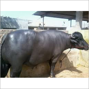 Murrah Bull Trader - 600-800 kg, Black Male Murrah Bull with Exceptional Quality