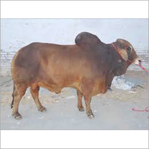 Brown Sahiwal Bull Supplier India