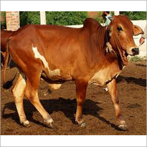 Brown And White Sahiwal Bull Trader Karnal