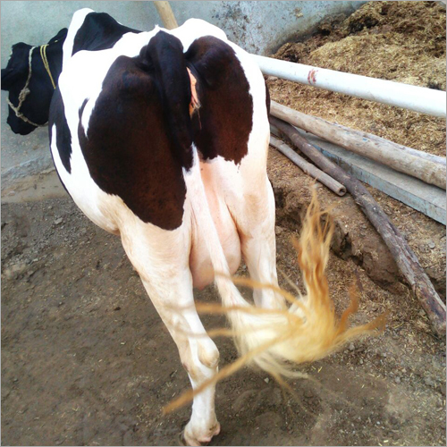 Breed Hf Cow