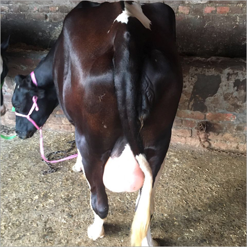 Best Hf Cow Supplier India
