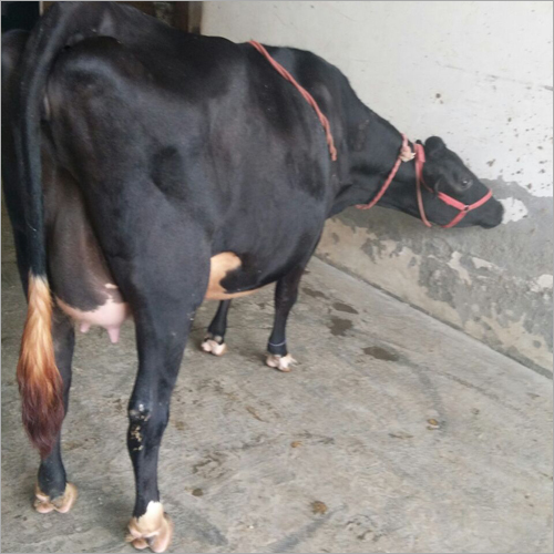 HF Cow Black Trader India
