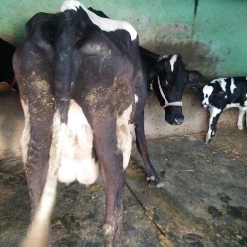 HF Cow Supplier Haryana