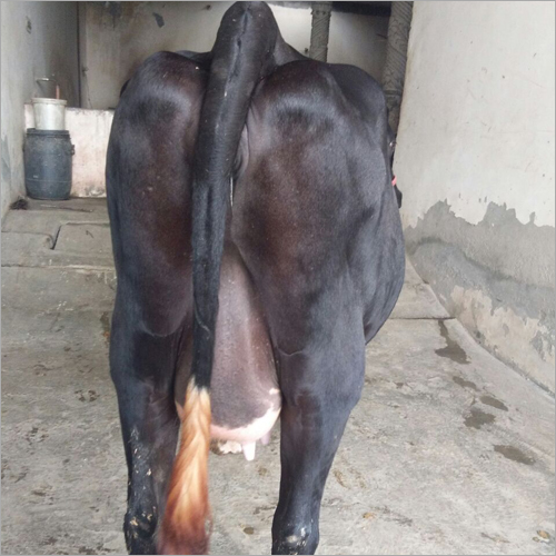 HF Cow Supplier MP